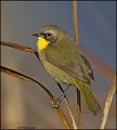 _1SB0003 immature common yellowthroat